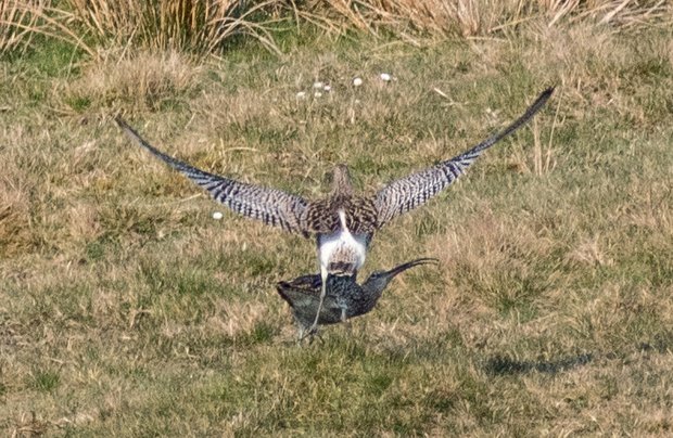 Curlew courtship display