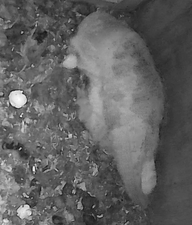 female barn owl clears egg fragments away from fifth hatching