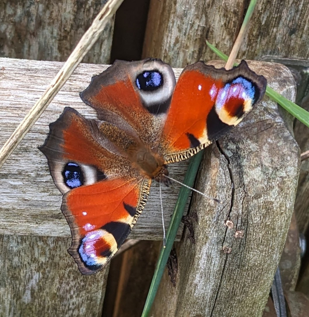 Peacock butterfly