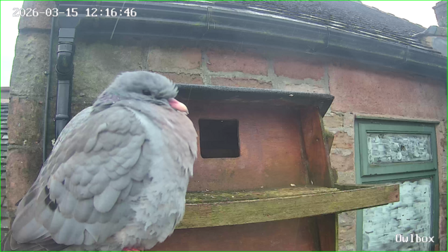 Stock dove visiting the barn owl box