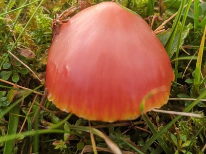 pink toadstool