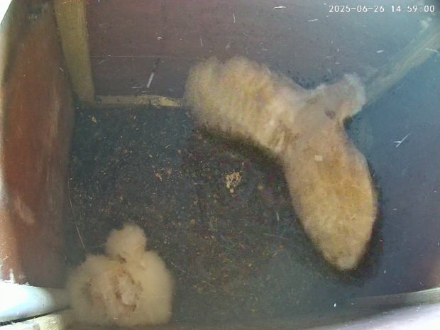 Four barn owlets aged 37-46 days