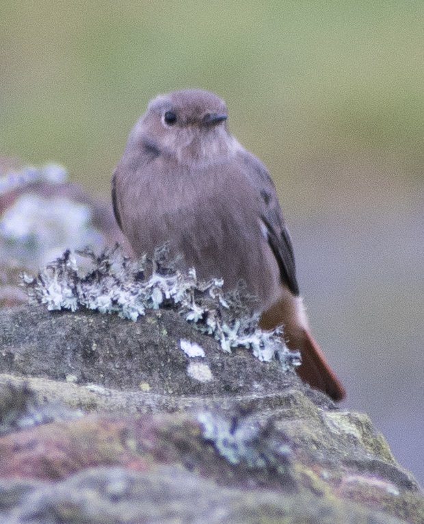 Black redstart on a wall