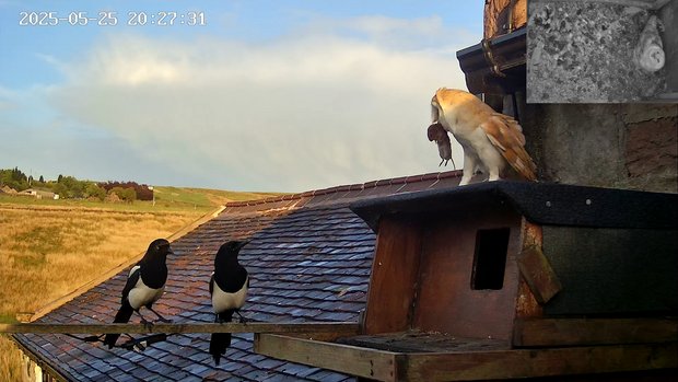 Magpies on the barn owl ledge trying to steal prey from male owl