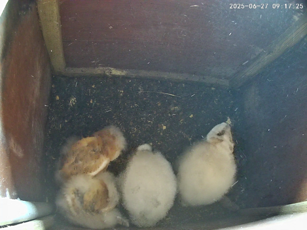 Four barn owlets aged 38-47 days