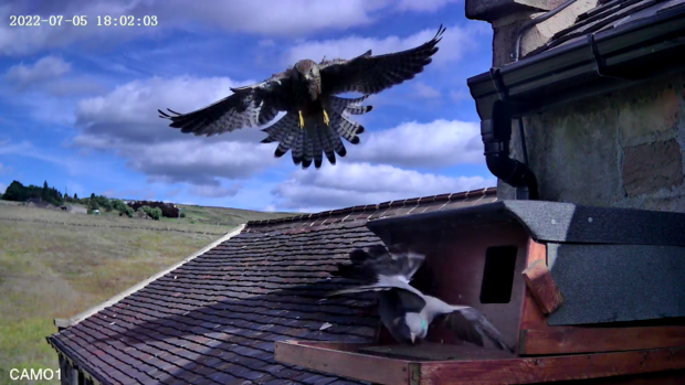 Kestrel swoops on stock dove