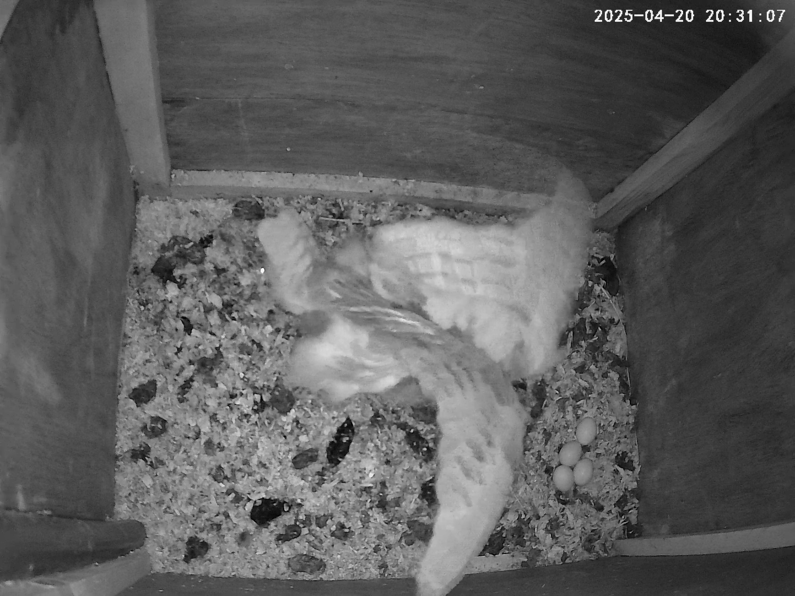 Female owl takes a stretch and reveals four eggs