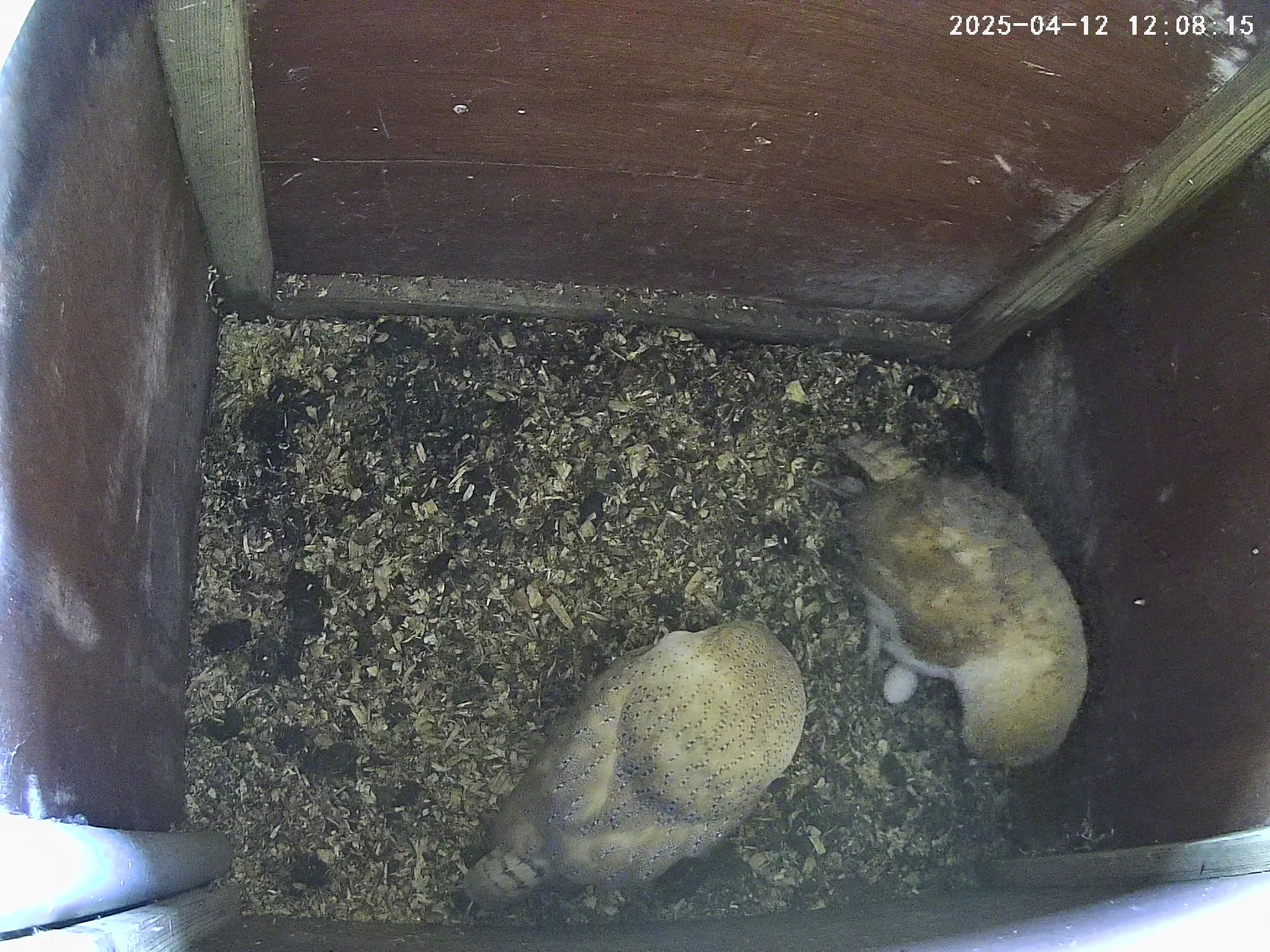 Barn owls in nest box with one egg
