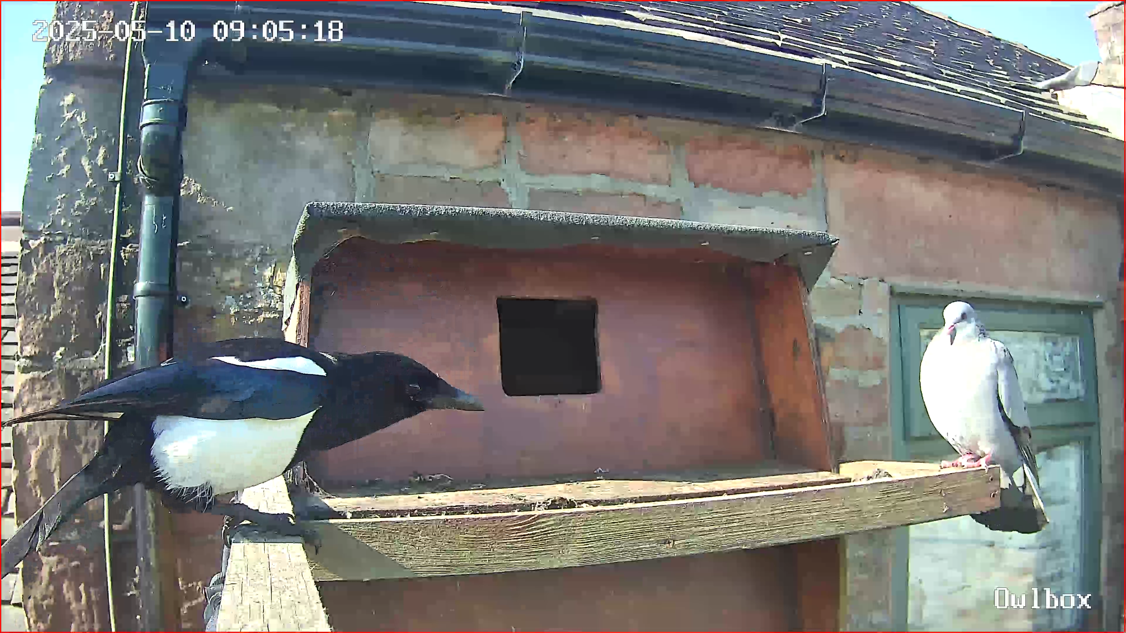 Magpie and stock dove visiting the owlbox