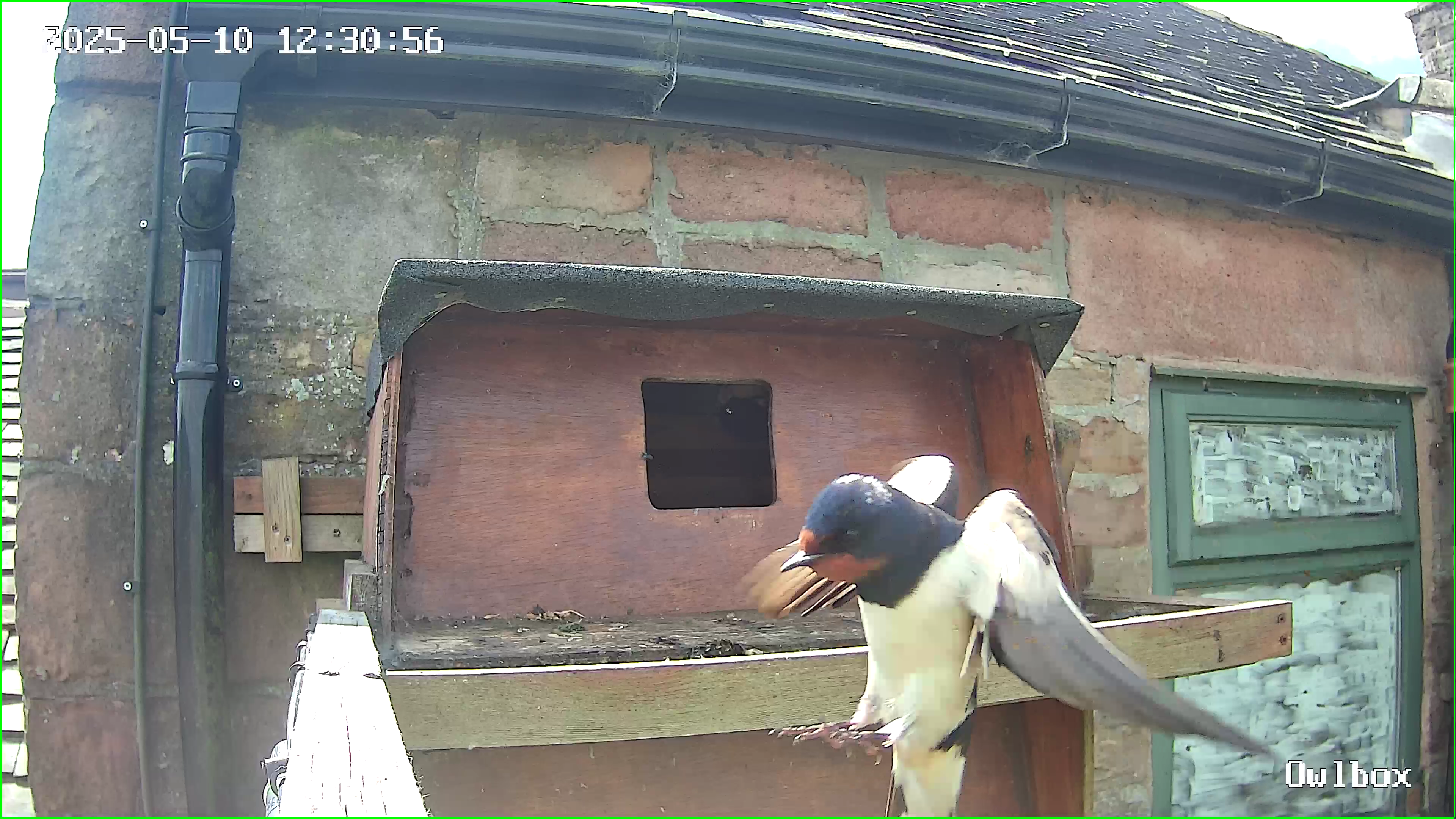 Swallow landing on the owlbox