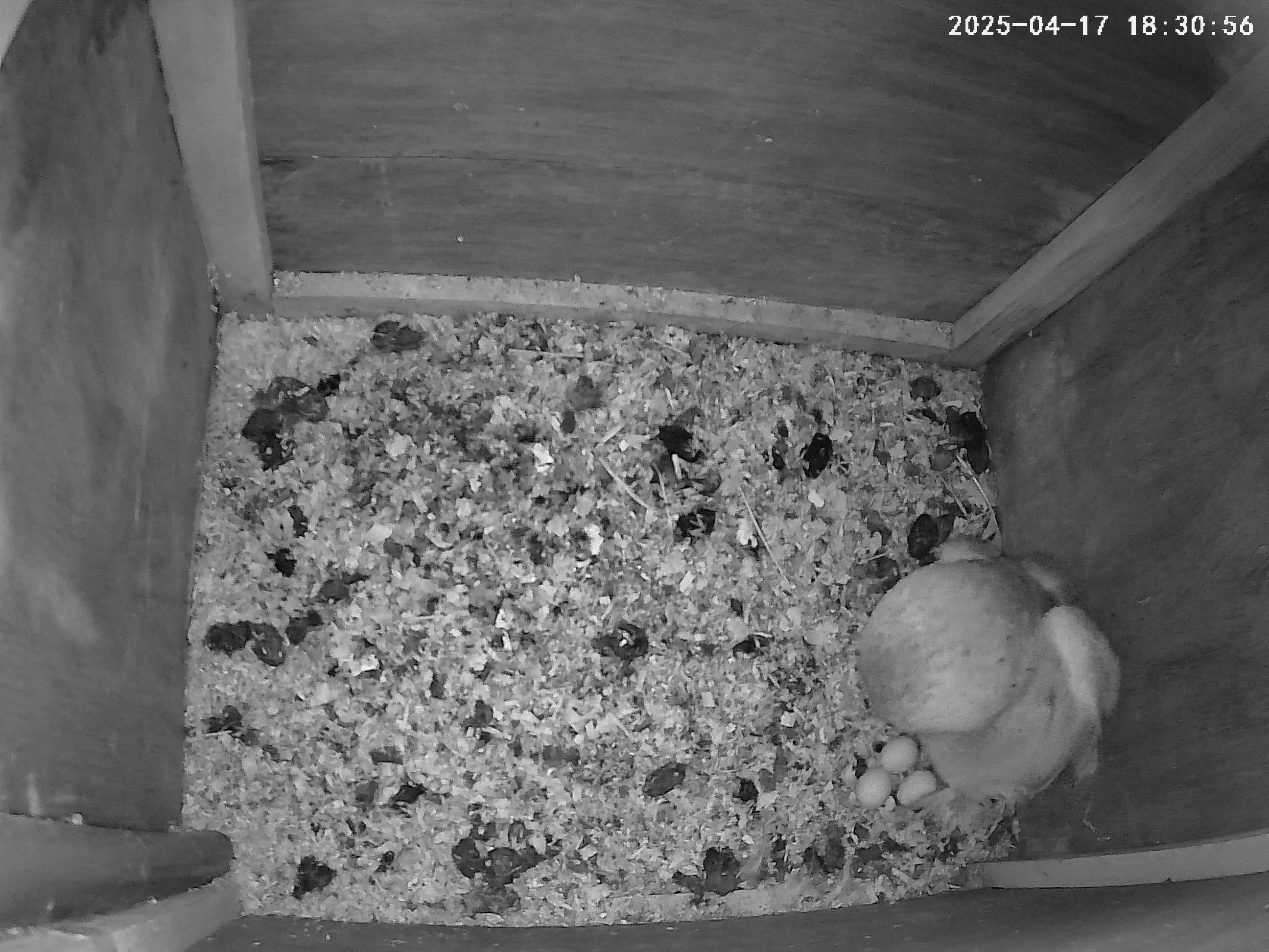 Barn owl in nest box with three eggs