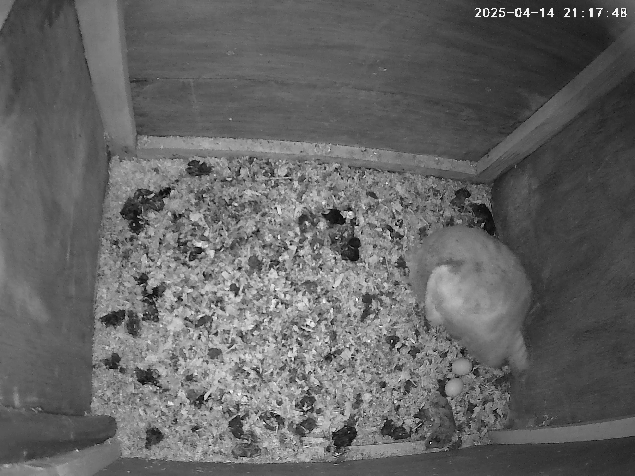 Barn owl in nest box with two eggs